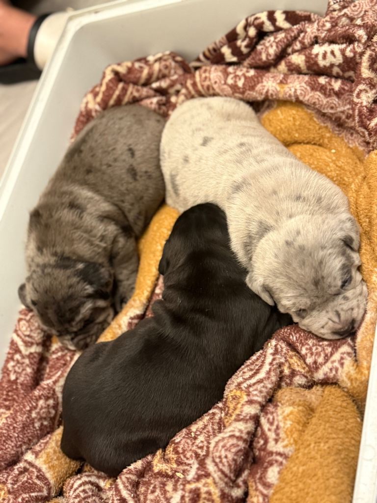 Puppies 2 male 1 female