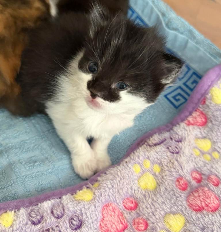 Beautiful long haired kittens- 3 kittens reserved 1 available