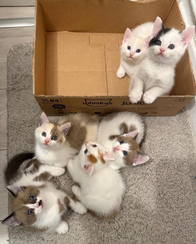 Kittens for sale