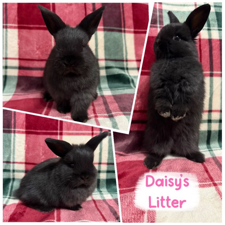 🐰Beautiful Mini Lop x Netherland Dwarf Rabbits🐰
