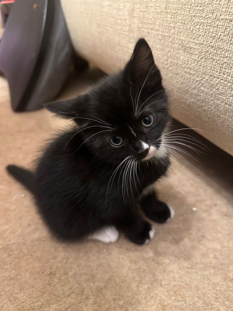 One gorgeous male kitten.