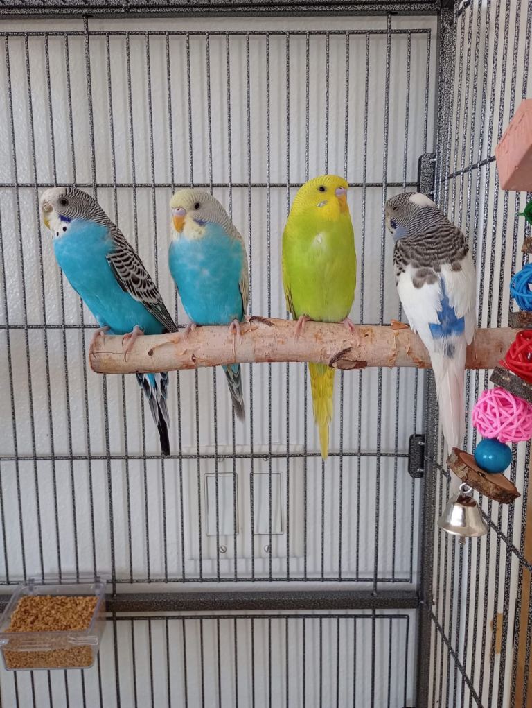 Budgerigars