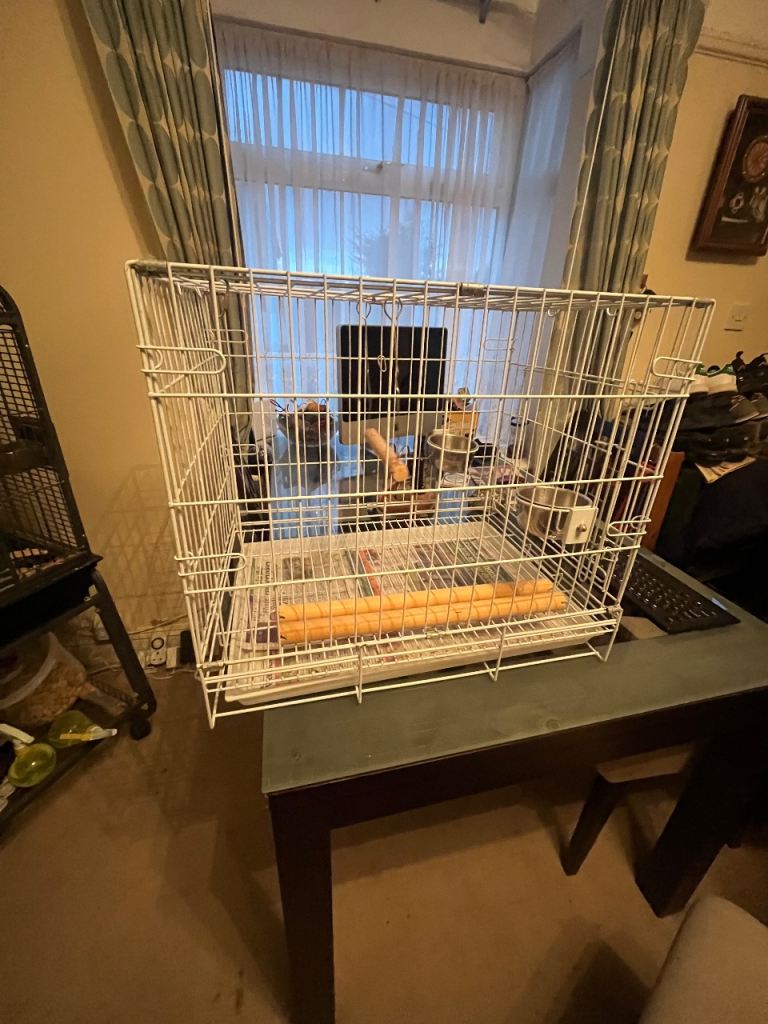 Bird cage 