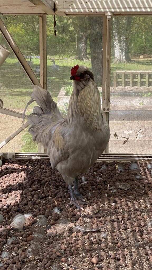 Cockerel 