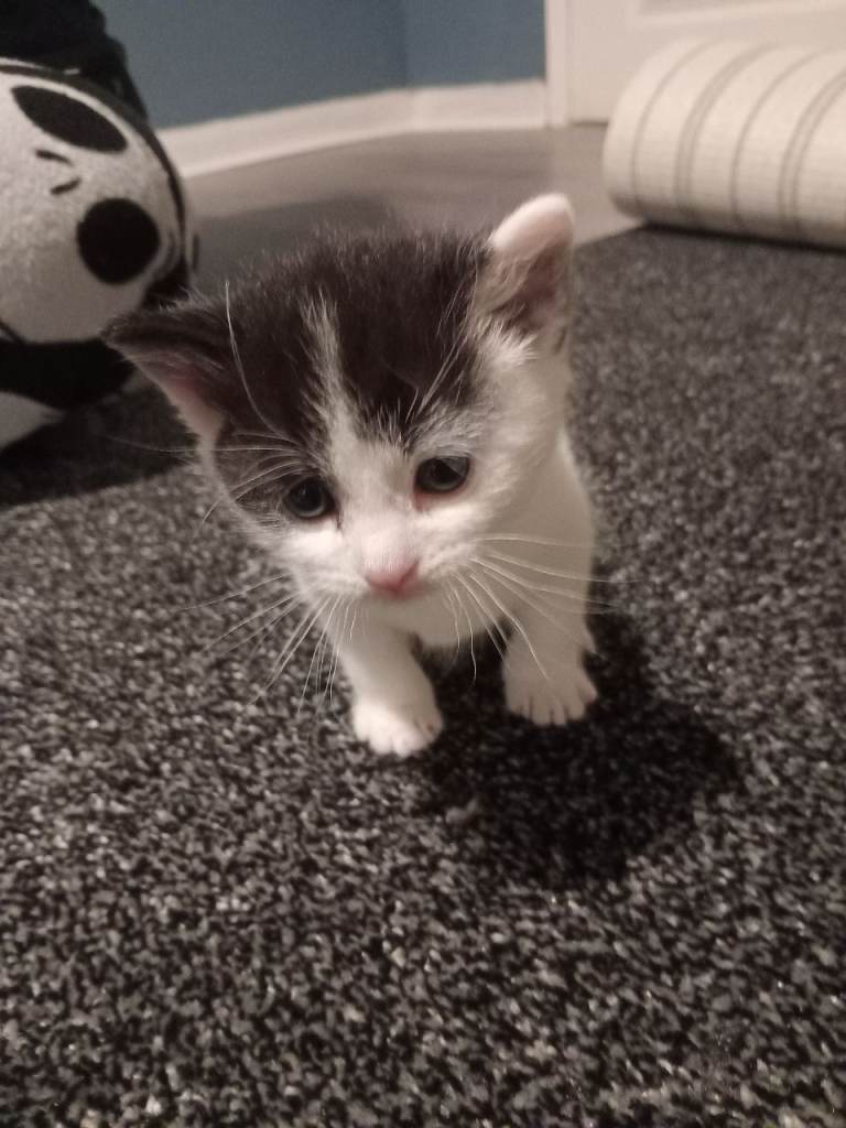 Beautiful mixed tabby kittens