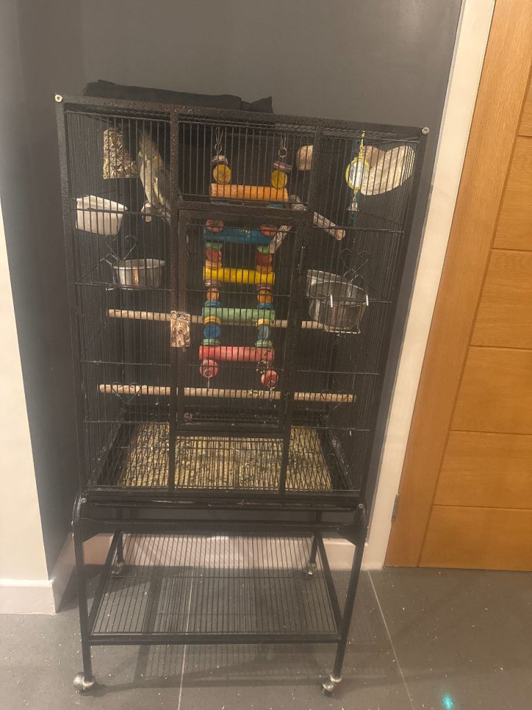 Cockatiel birds need rehoming