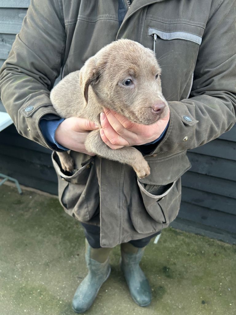 Labrador puppies 