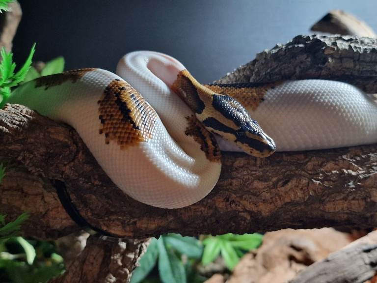15 Month Male Pied Royal python with full set up