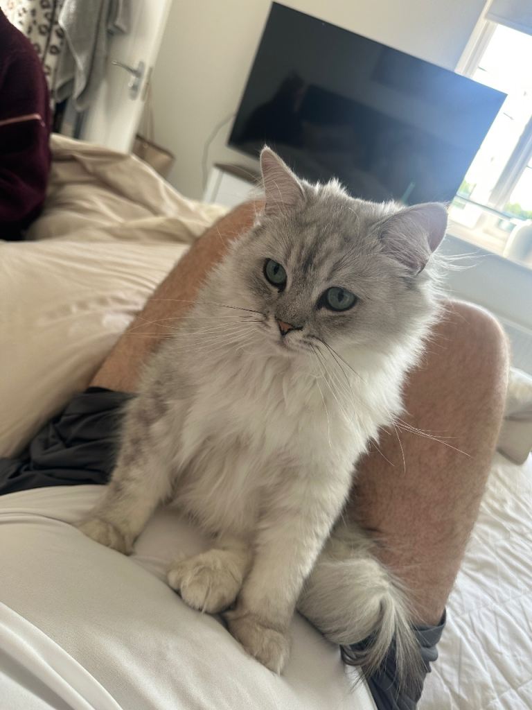 Chinchilla cat 