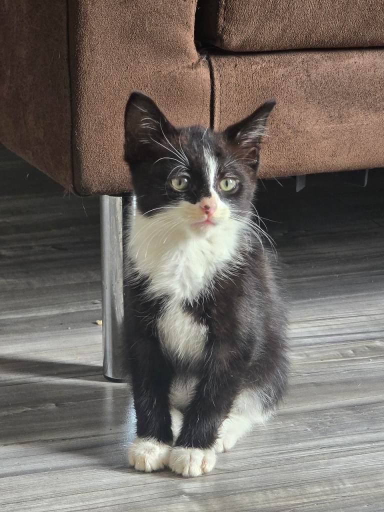 Male kittens