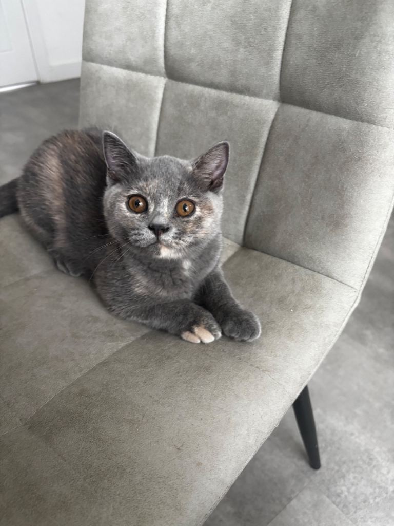 Male British Short Hair Kitten GCCF Registered 
