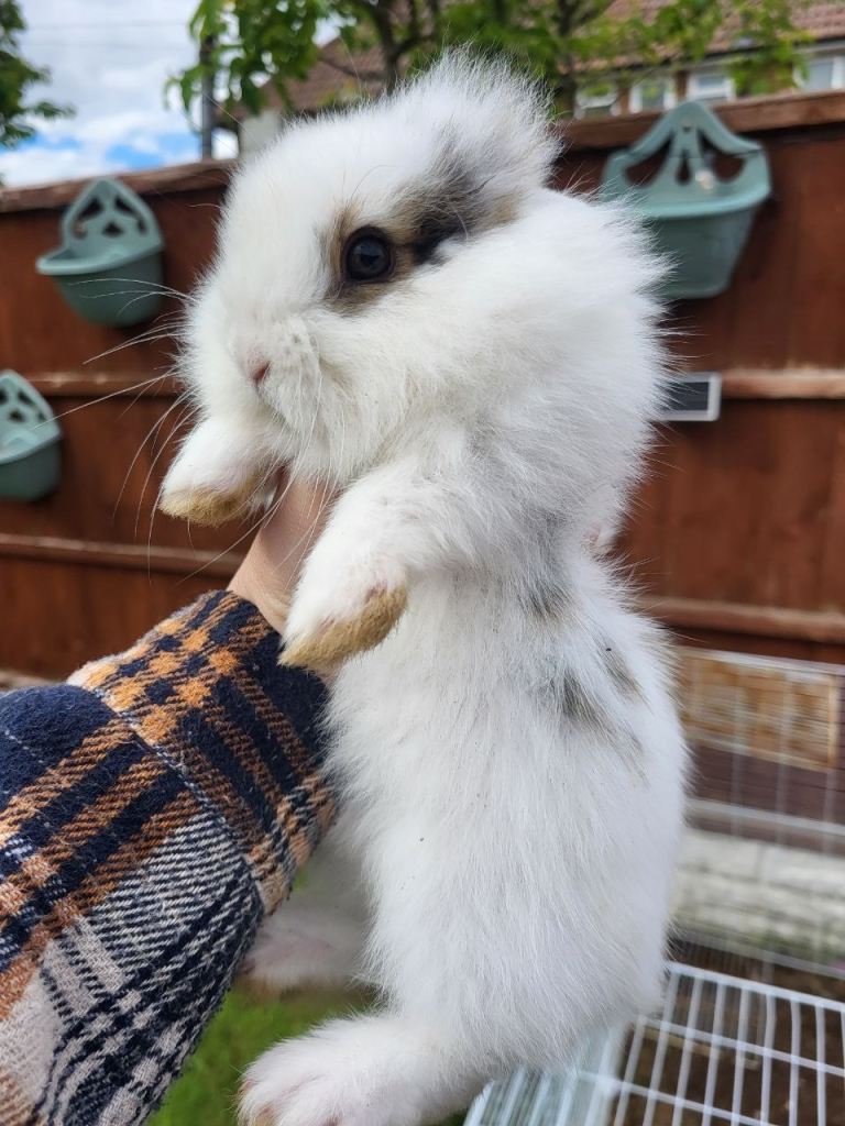 beautiful little rabbits