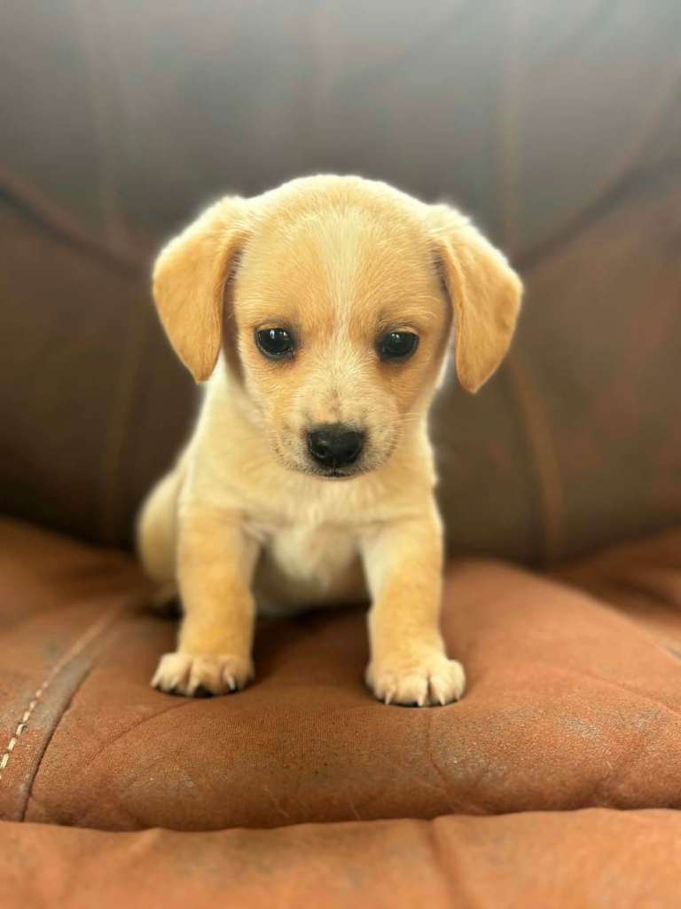 Dachshund x Pomeranian ( Pomerweenie)