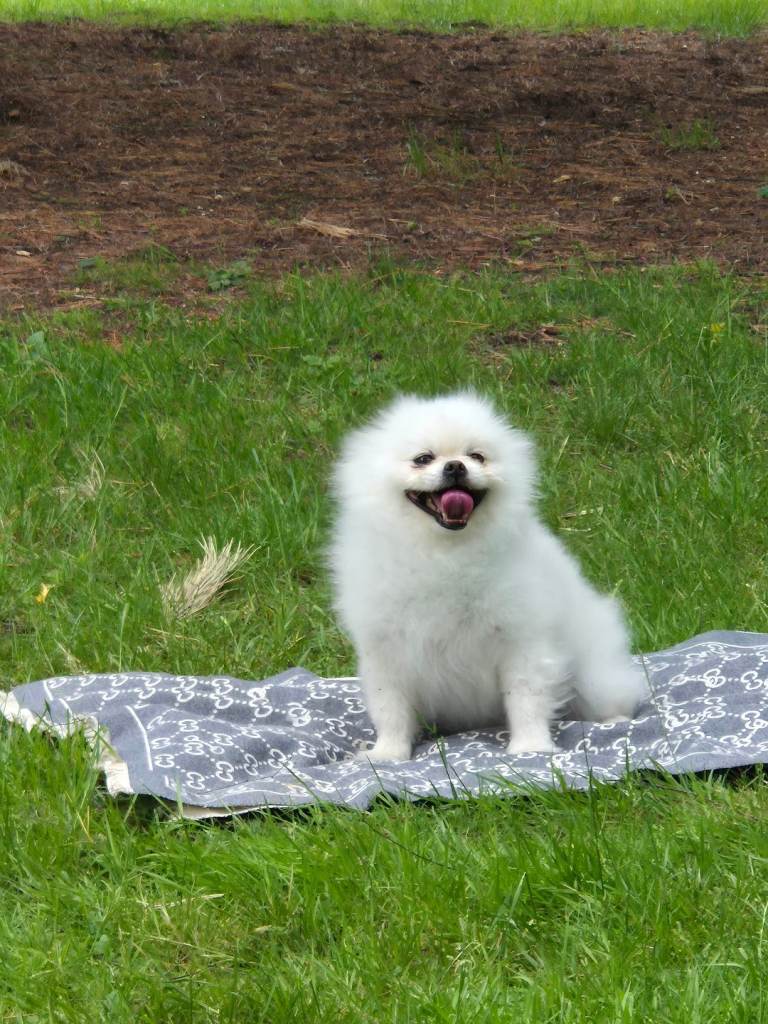 Pomeranian for sale 