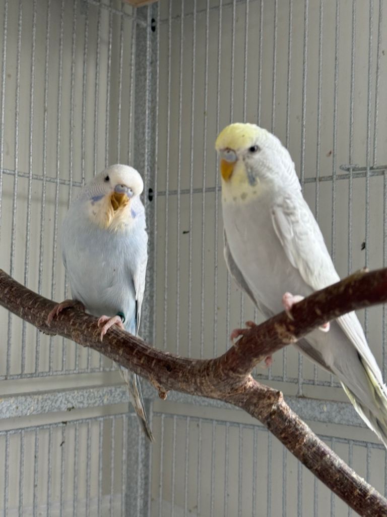 Young and silly budgies for sale