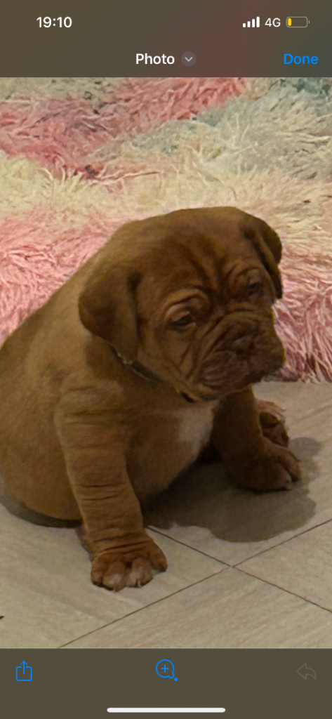 2 bitches left !!FULL KC PEDIGREE DOGUE DE BORDEAUX💗💙 