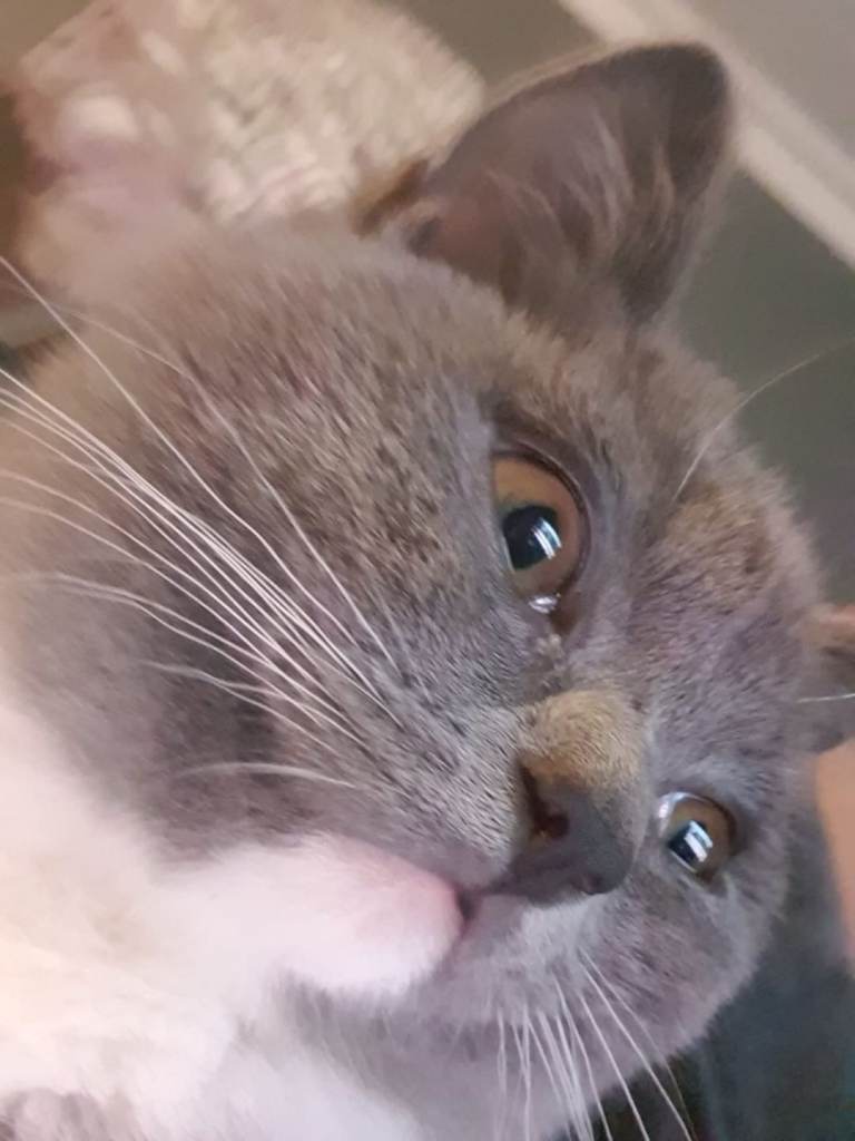 Female kitten for sale 