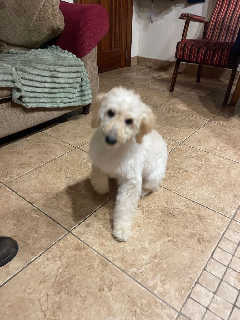 Labradoodle Puppy for sale
