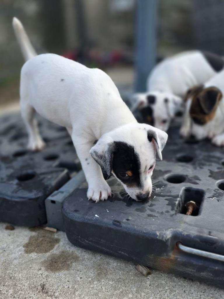 Jack Russell puppies