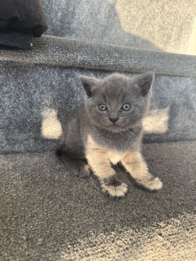 Grey female British short hair left