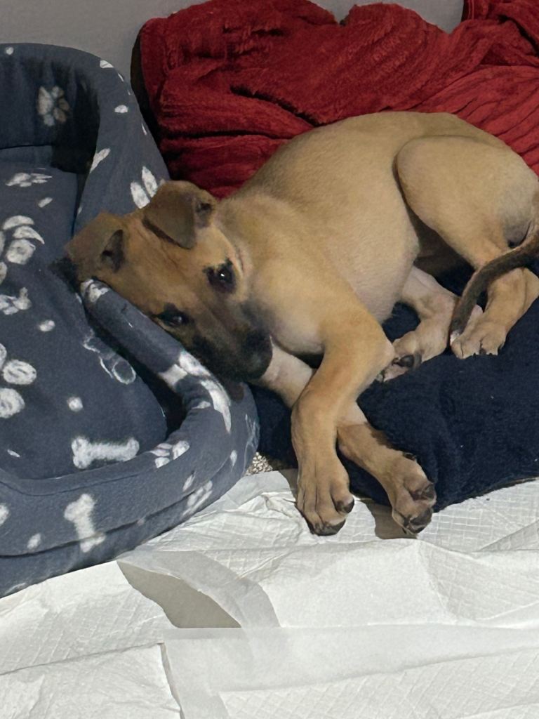 11 Week Old Lurcher Puppy for sale 