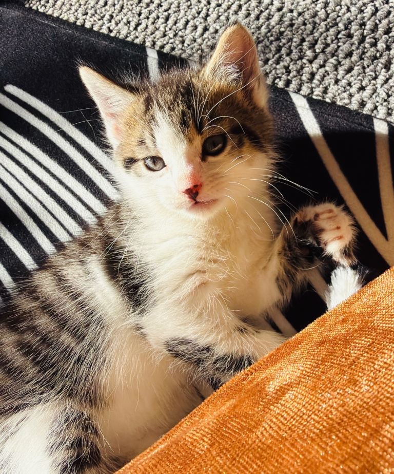 I want parents for Kitten