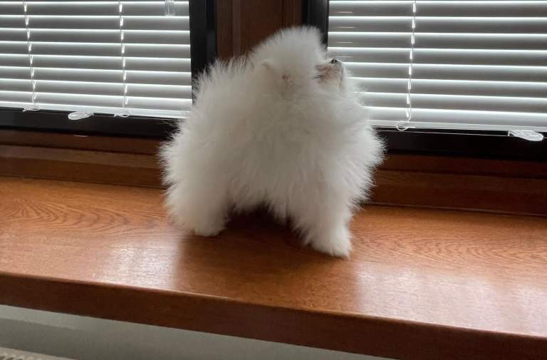 Xxxxx small pure white Pomeranian 