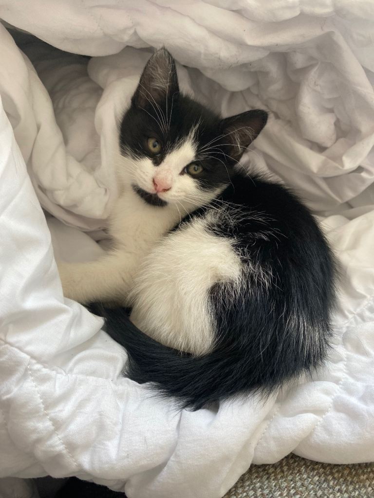 Black and white kitten. 9 weeks old - Ready to go