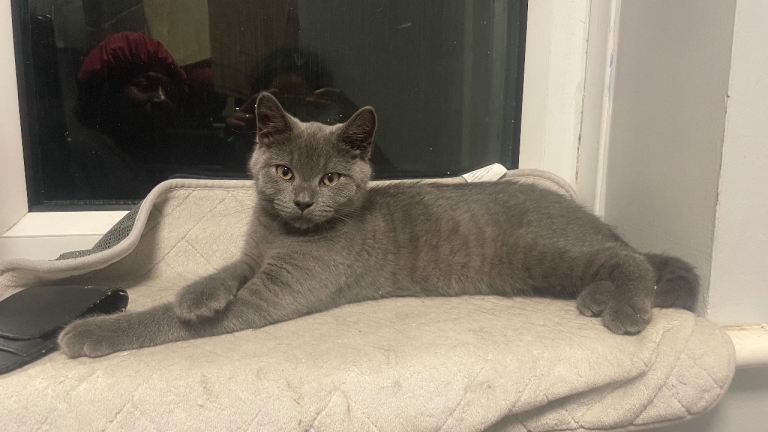 British shorthair male kitten