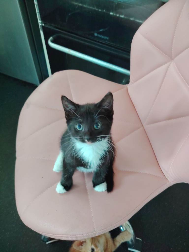 Black & White Tuxedo Kittens