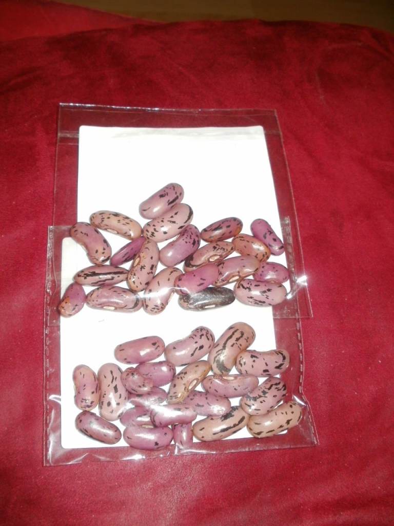 Runner Beans Seeds (Scarlet Emperor) 20 in a Pack