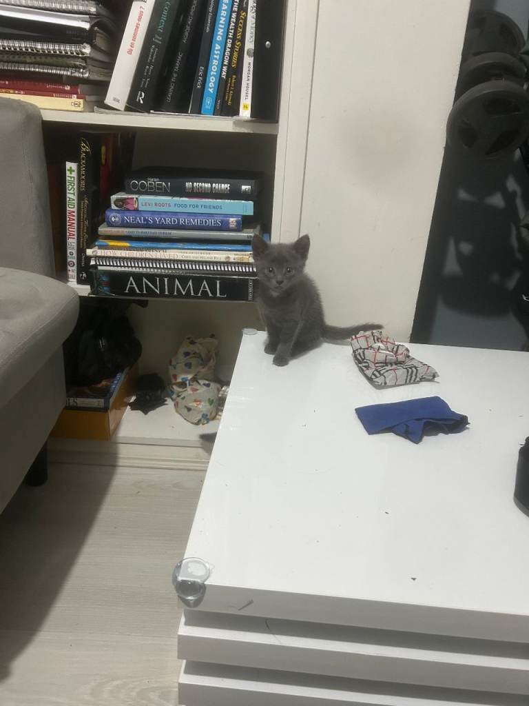 Russian Blue Kittens for sale