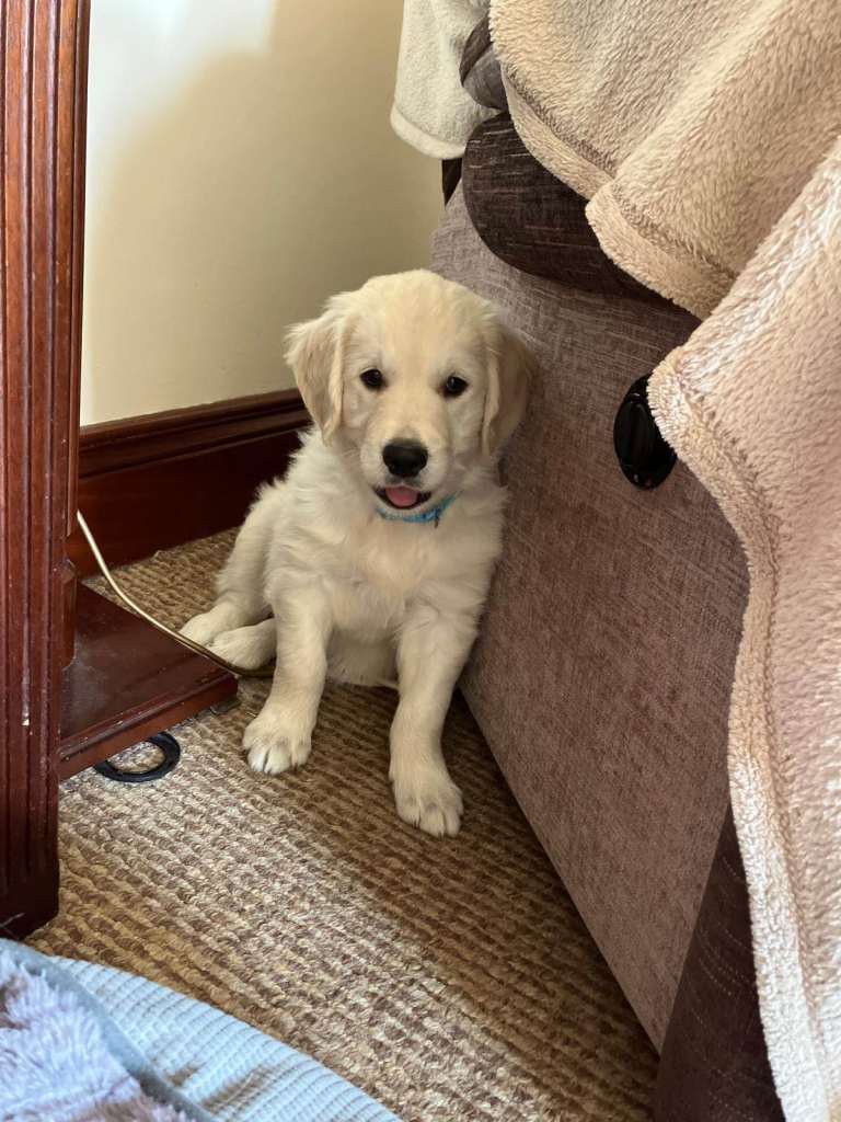 Pure Bred Golden Retriever Puppies