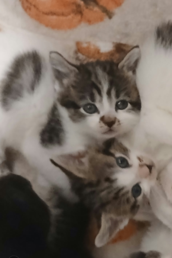 Kittens for £15