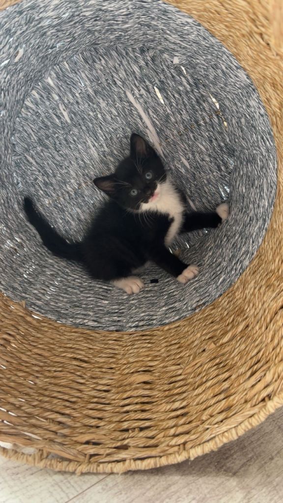 Male kittens 