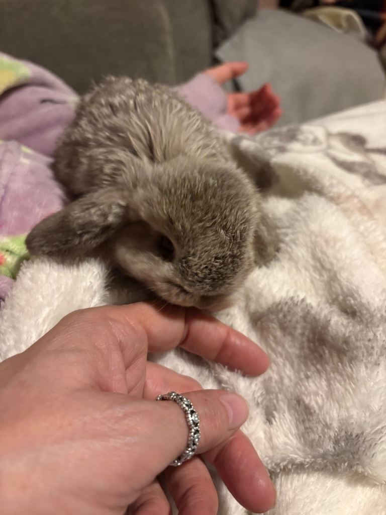 Mini lop bunnies 