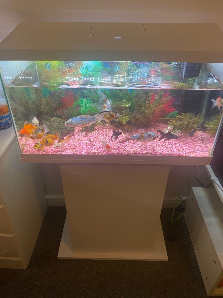 Fish tank and all accessories 