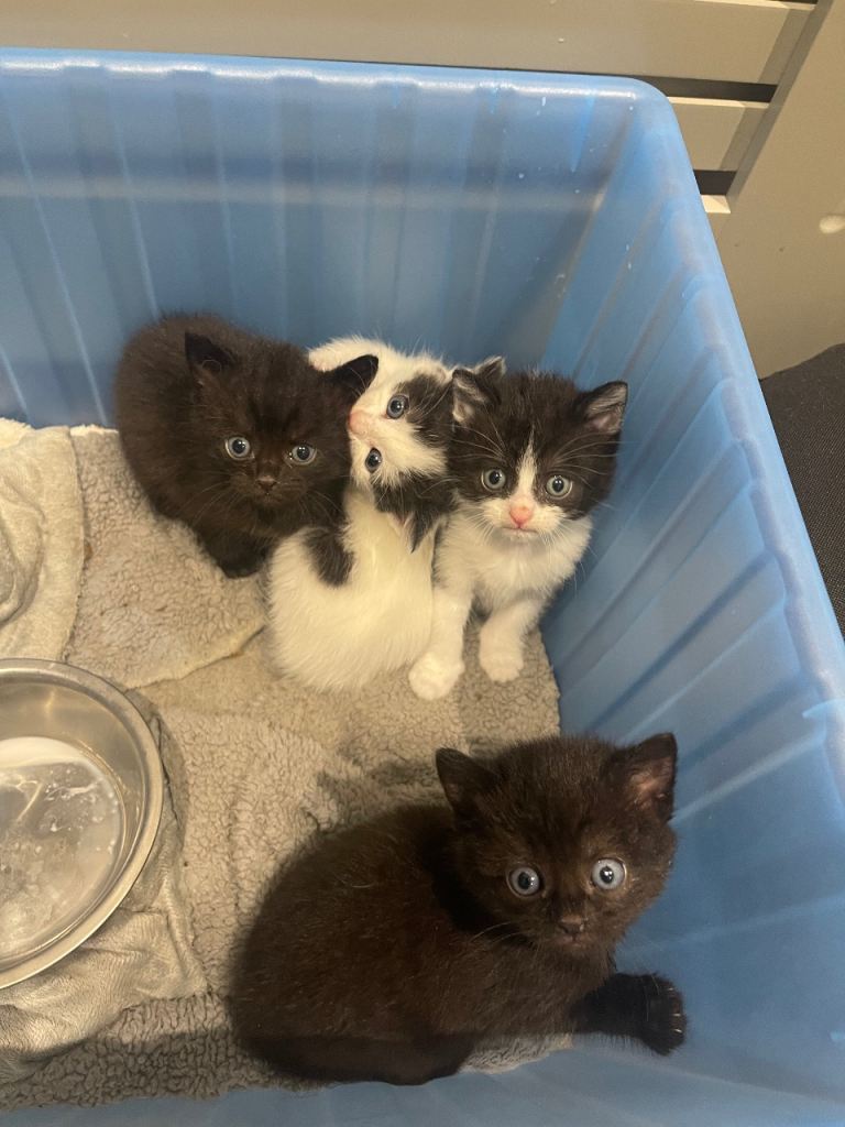 Adorable Kittens Looking for Their Forever Homes