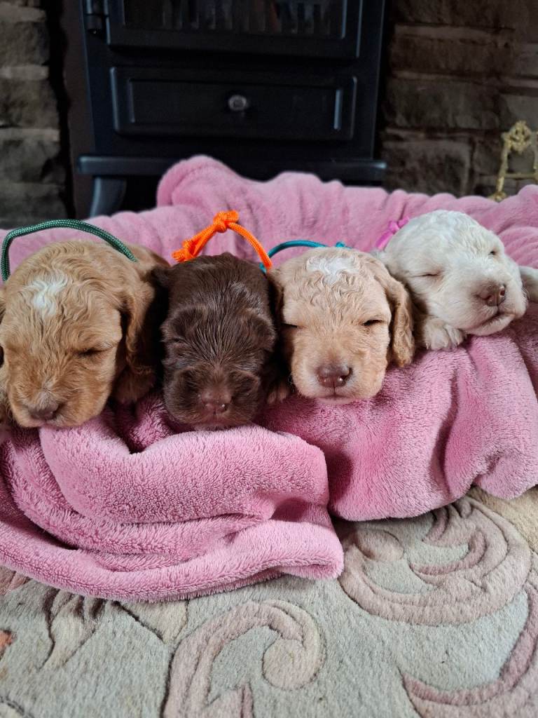 Beautiful Cockapoo Puppies For Sale 