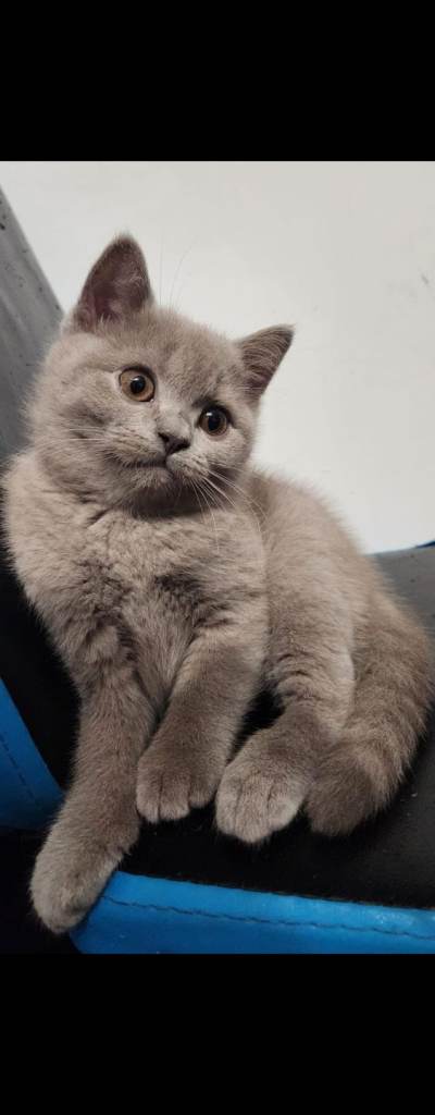 British short hair kittens 8 weeks old ready to leave .