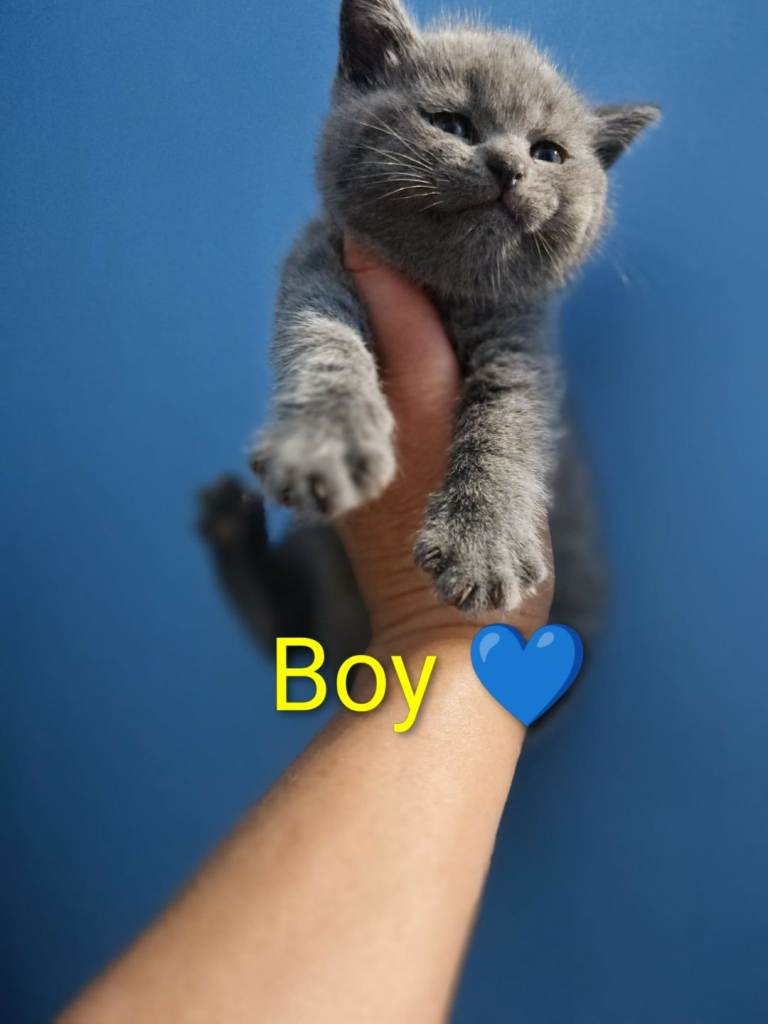 British blue shorthair kitten 🐾
