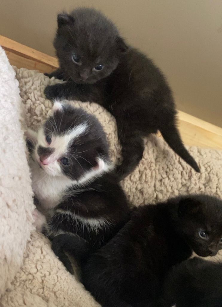 Kittens