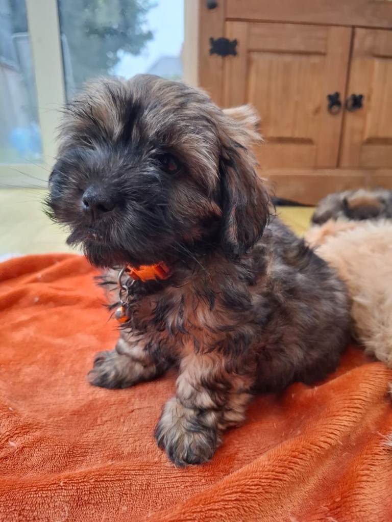 Lhasapoo puppies for sale, ready for homes now.