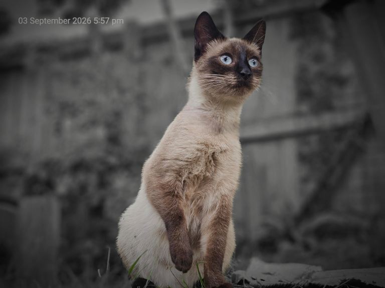 Siamese x babies (2 left)