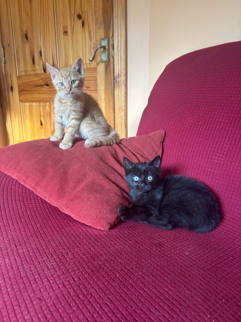 2 Kittens for sale