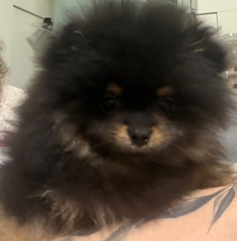 Adorable black & tan little Pomeranian puppies 
