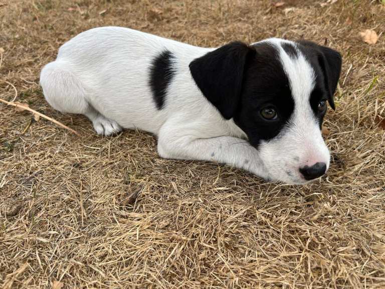One boy left!  Mixed breed puppy