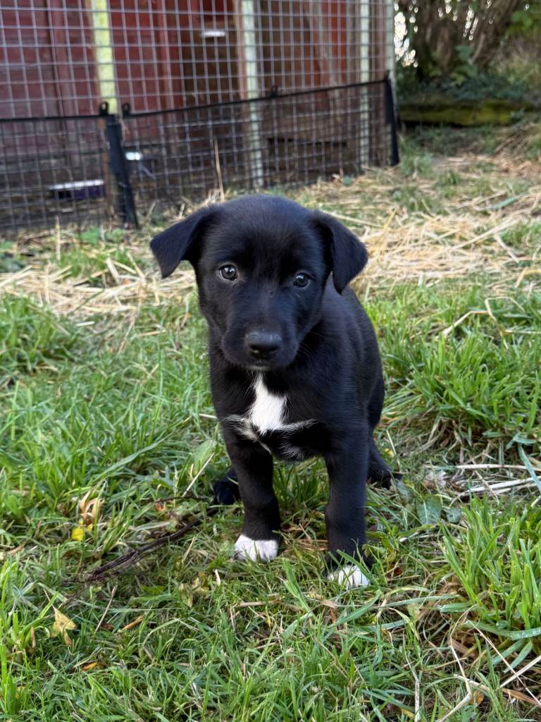 Collie/Kelpie Male Puppy for sale