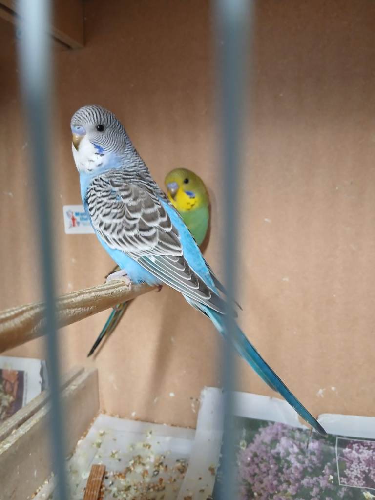 Baby budgies