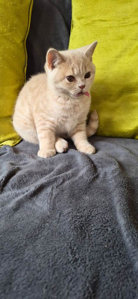 british shorthair and longhair 